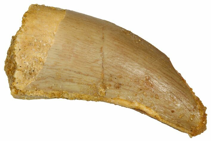 Serrated, Theropod (Deltadromeus?) Pre-Max Tooth - Morocco #341242